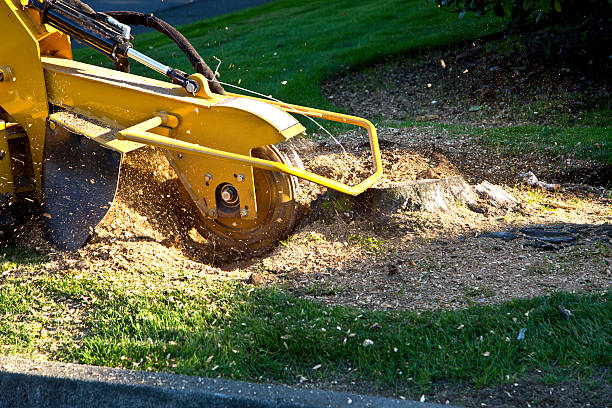 Mulching Services in Argyle, TX